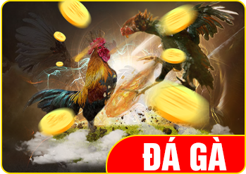 Đá gà trực tiếp đỉnh cao